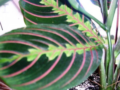 مارانتا فاسینتاتور